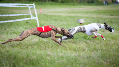 sporting life greyhounds