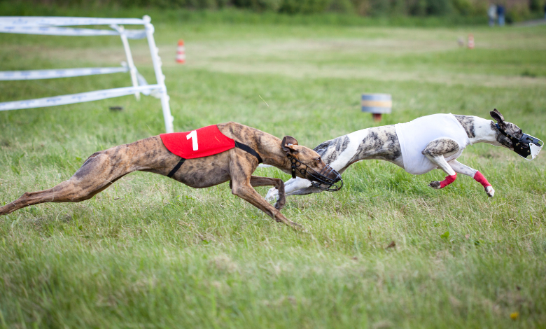 sporting life greyhounds