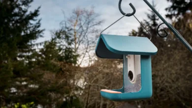 Bird Feeder Cameras